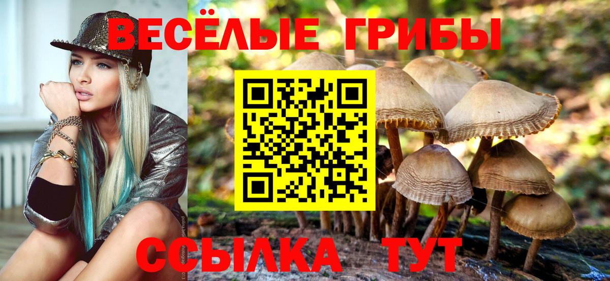 Новошахтинск  продажа наркотиков  Псилоцибиновые грибы прущие грибы  Вход с VPN  Псилоцибиновые грибы Psilocybine cubensis 